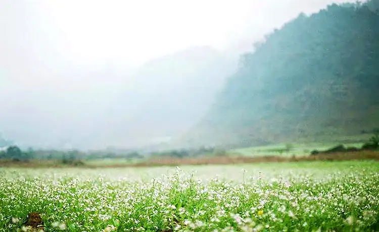 du lịch mộc châu