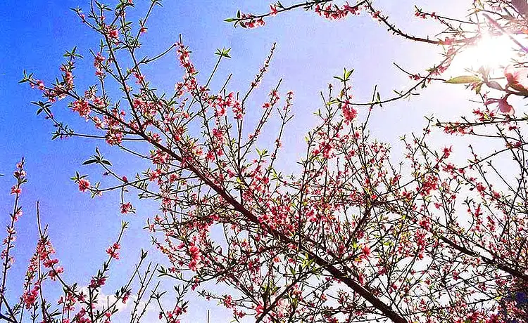 Bản Pa Phách Mộc Châu