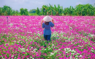 Cánh đồng hoa dừa cạn - Du lịch An Giang