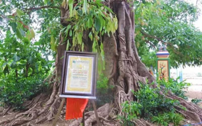 Cây di sản ở đảo Lý Sơn