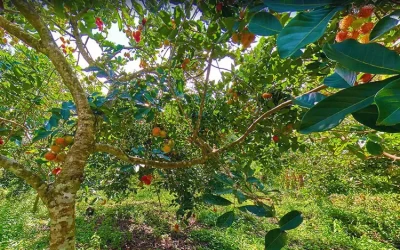 Cồn Phú Đa - Xứ sở ốc gạo Bến Tre - Khu du lịch Bến Tre