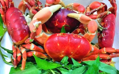 Cua dẹt Lý Sơn