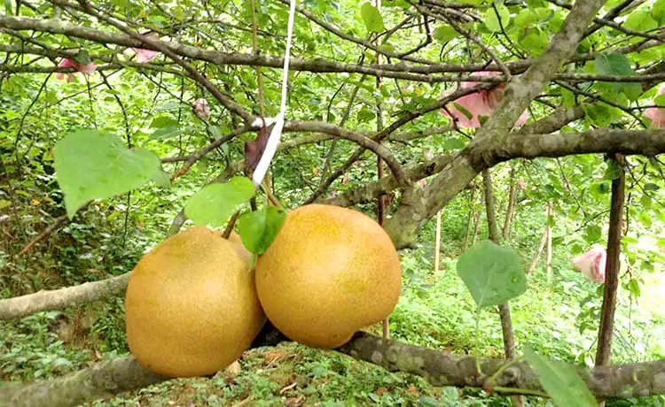đặc sản cao bằng lê đông khê