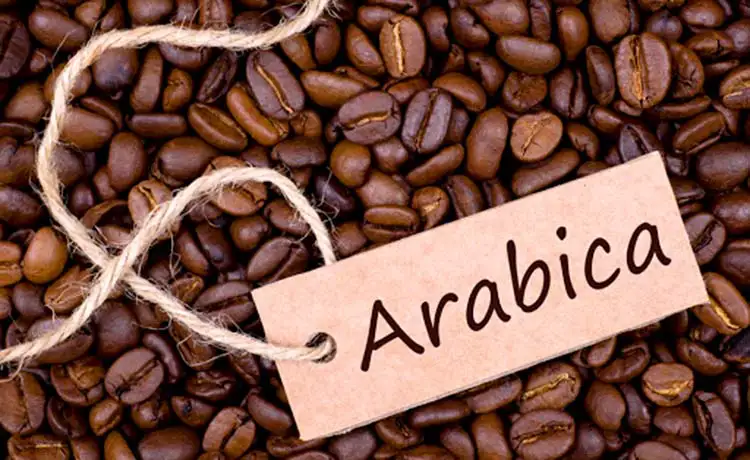 cafe Arabica Cầu Đất Farm Đà Lạt