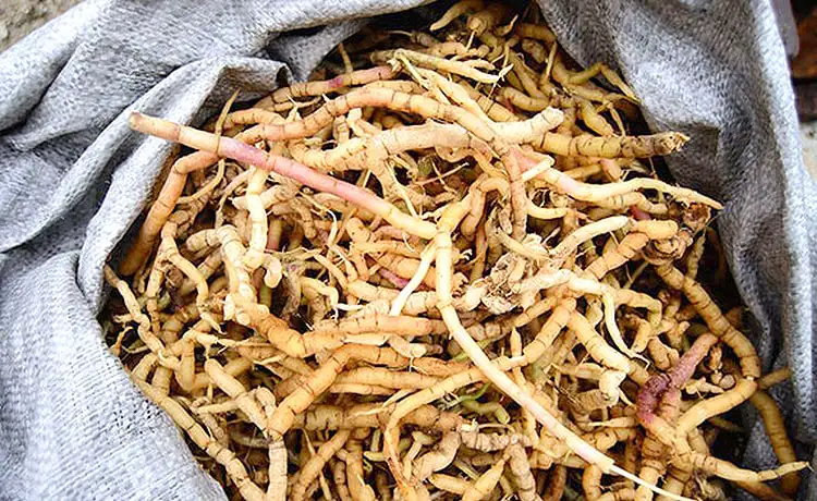 đặc sản ba kích rừng quản bạ hà giang