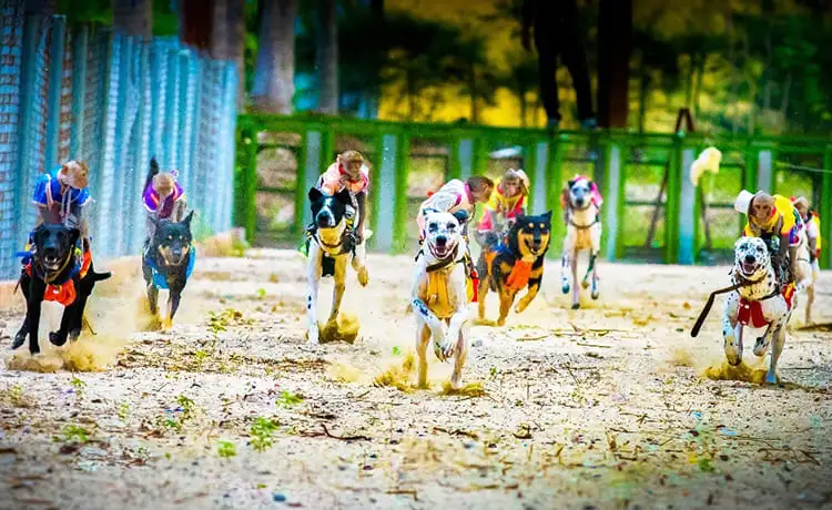 du lịch đảo khỉ nha trang