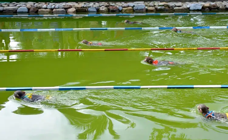 du lịch đảo khỉ nha trang