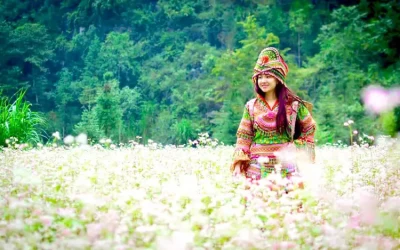 Địa điểm ngắm hoa Tam Giác Mạch đẹp ở Hà Giang