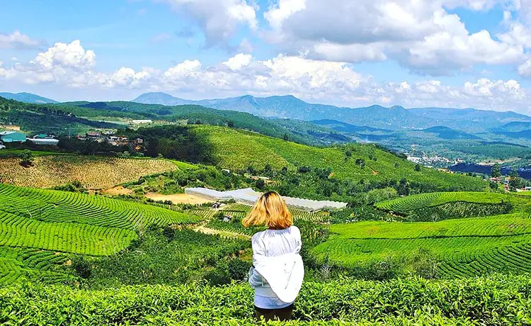 đồi chè cầu đất farm đà lạt