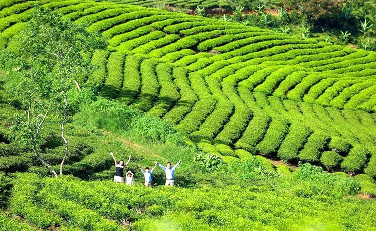 đồi chè cầu đất farm đà lạt