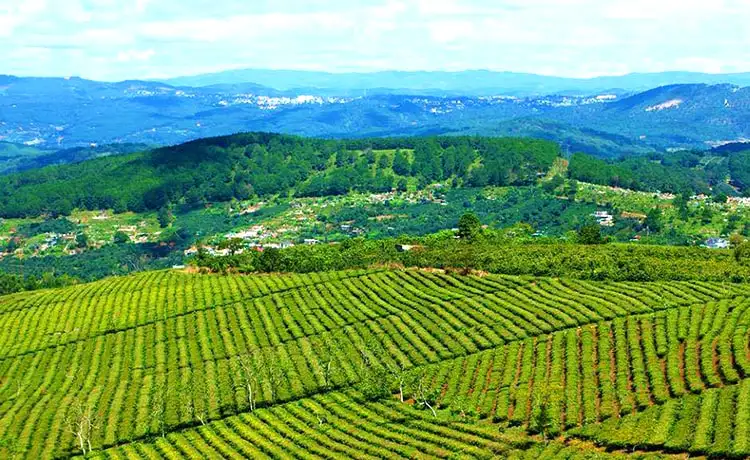 đồi chè cầu đất farm đà lạt