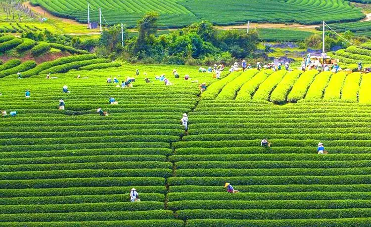 tour du lịch Mộc Châu