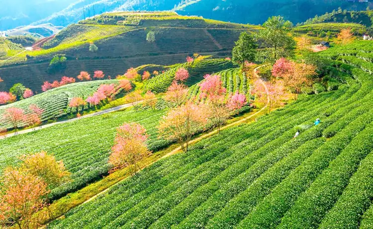 tour hà nội vịnh hạ long sapa 4 ngày 3 đêm