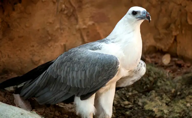 giá vé vinpearl safari phú quốc