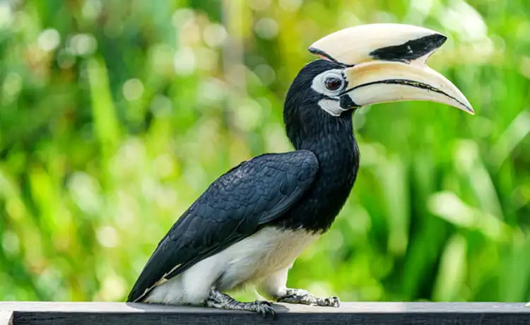giá vé vinpearl safari phú quốc