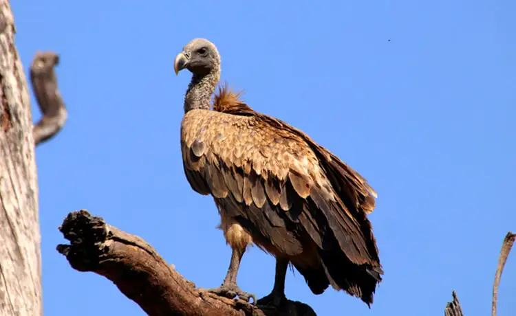 giá vé vinpearl safari phú quốc
