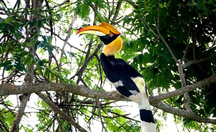 giá vé vinpearl safari phú quốc