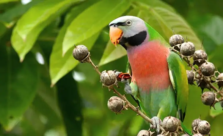 giá vé vinpearl safari phú quốc