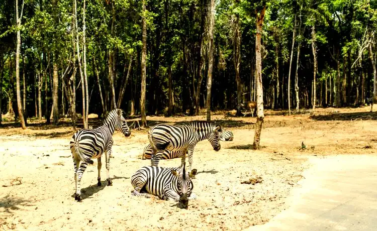 giá vé vinpearl safari phú quốc