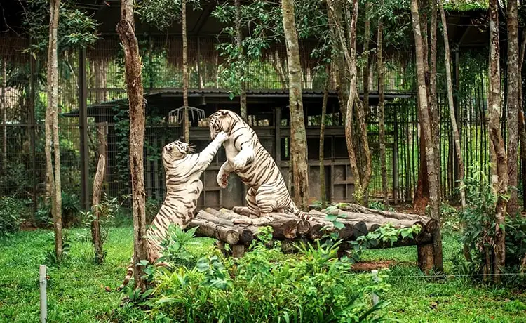 giá vé vinpearl safari phú quốc