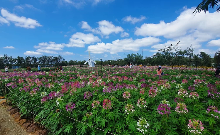 tour du lịch phú yên 4 ngày 3 đêm