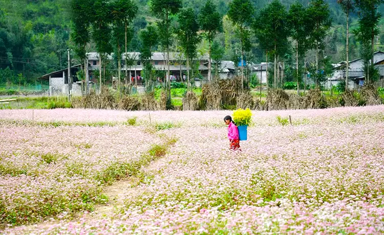 tour hà giang cao bằng 6 ngày 5 đêm