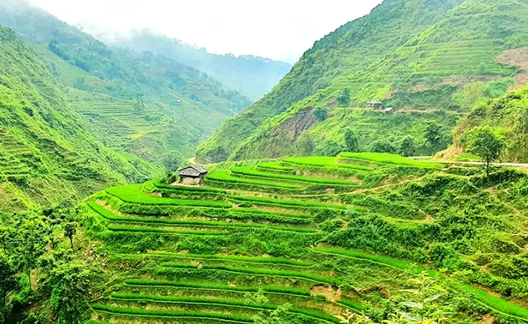 du lịch hoàng su phì hà giang