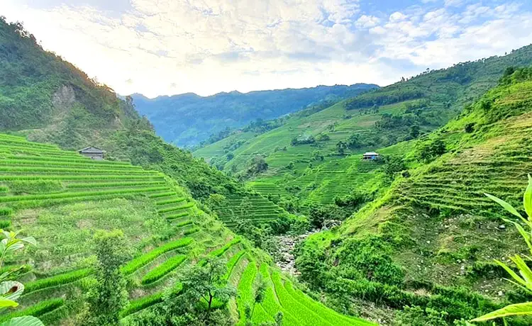 du lịch hoàng su phì hà giang