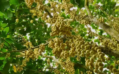Phong Điền Cần Thơ - Khu Du Lịch Cần Thơ