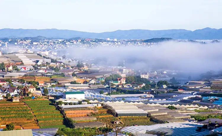 làng hoa thái phiên đà lạt