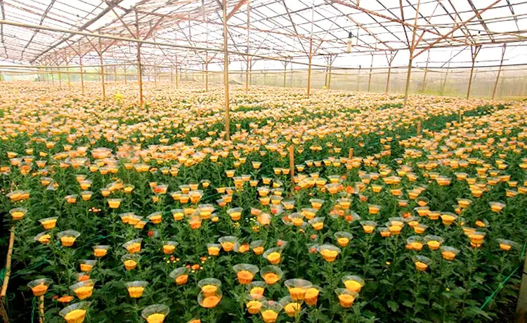 làng hoa thái phiên đà lạt