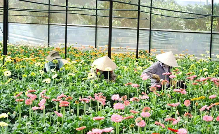 làng hoa vạn thành đà lạt