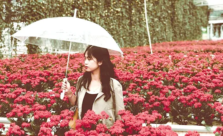 làng hoa vạn thành đà lạt