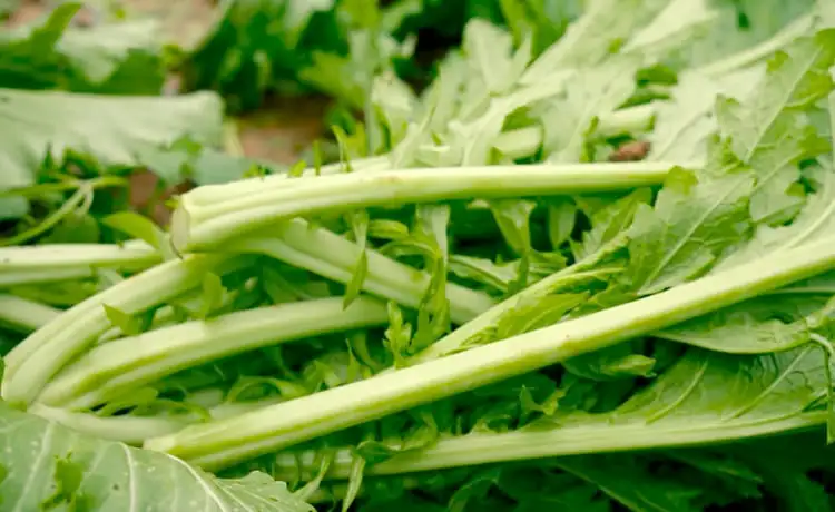 món rau cải mèo mai châu