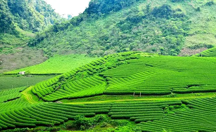 Ngũ Động Bản Ôn Mộc Châu