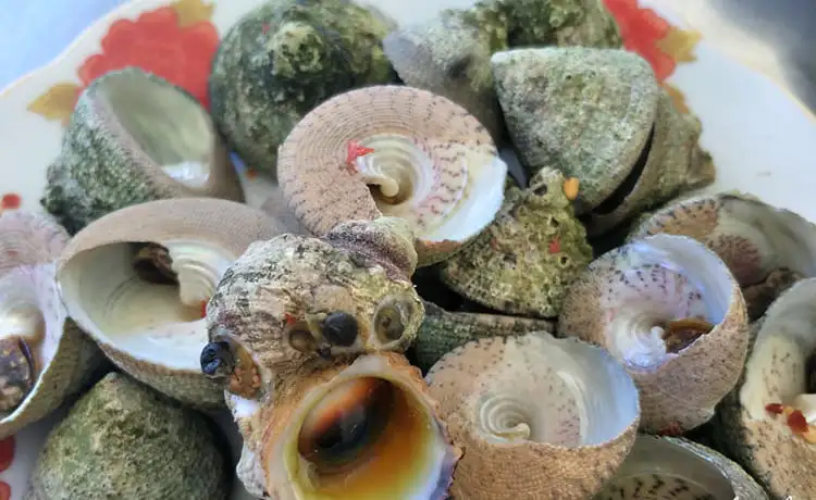 ốc vú nàng cù lao chàm