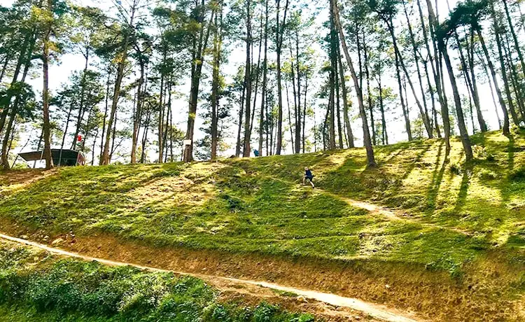 rừng thông yên minh hà giang
