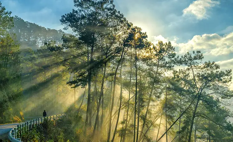 rừng thông yên minh hà giang