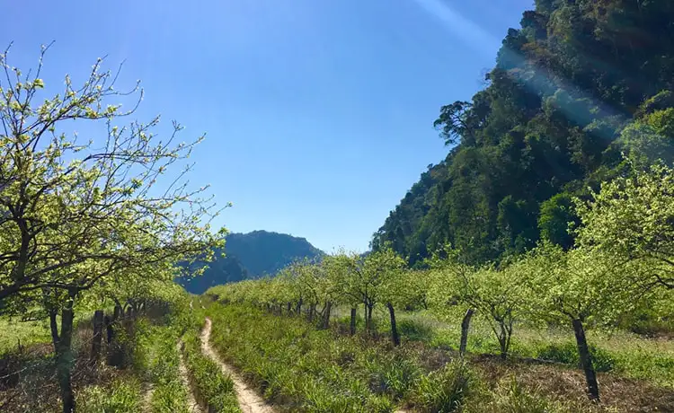 tour du lịch Mộc Châu
