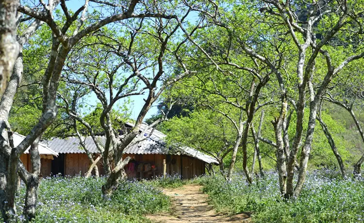Thung lũng mận Mu Náu Mộc Châu