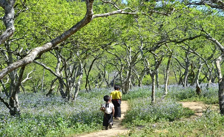 Thung lũng mận Mu Náu Mộc Châu
