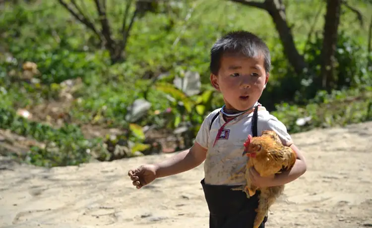 Thung lũng mận Mu Náu Mộc Châu