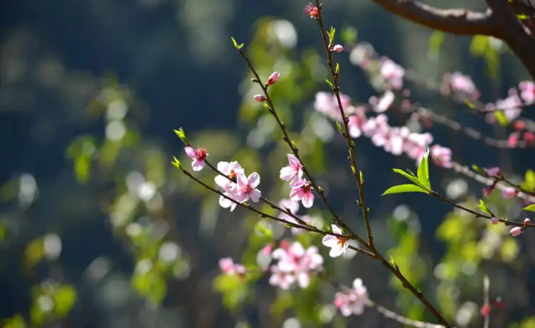du lịch mộc châu