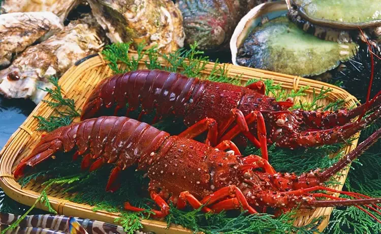Tôm hùm đỏ Côn Đảo