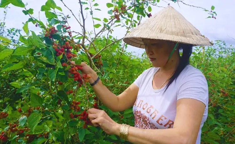 tour du lịch An Giang