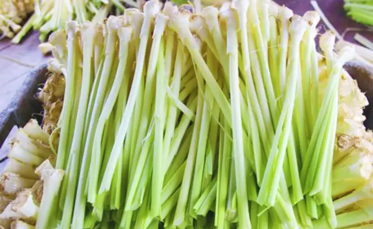 tour du lịch Bạc Liêu