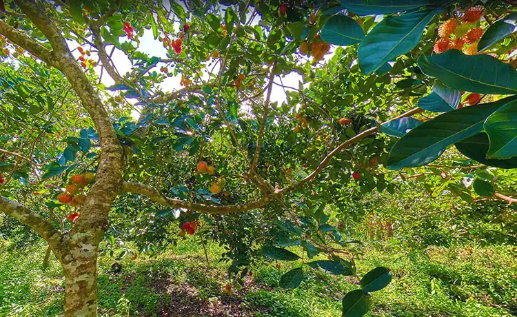 tour du lịch Bến Tre