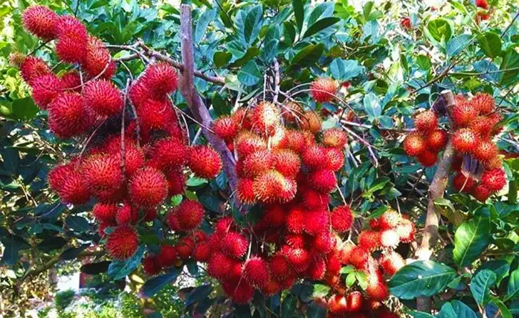 tour du lịch Bến Tre