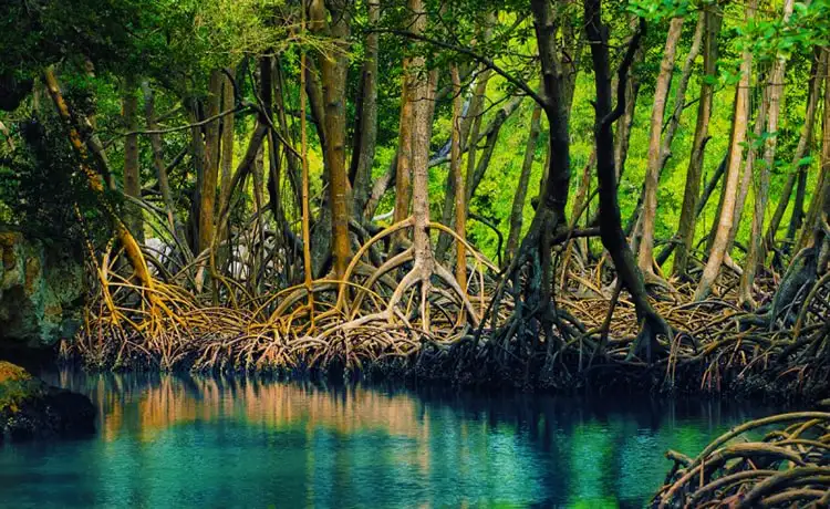 tour du lịch Cà Mau