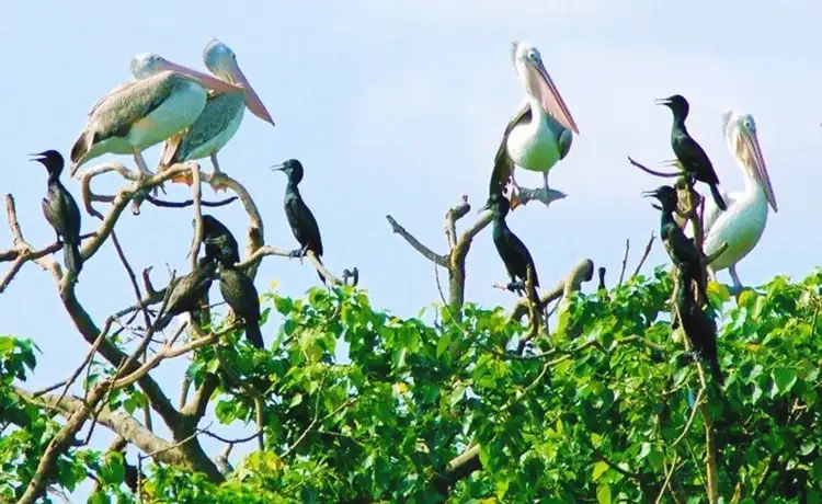 tour du lịch Cần Thơ